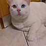 Snowie a rejoint le concours — aidez-le/la à gagner de superbes lots ! cat, white_cat, heterochromia, blue_eye, yellow_eye, pet, indoor, floor, tile_floor, close_up, feline, animal, cute, whiskers, pink_nose, relaxed, resting, domestic_cat, fur, curious