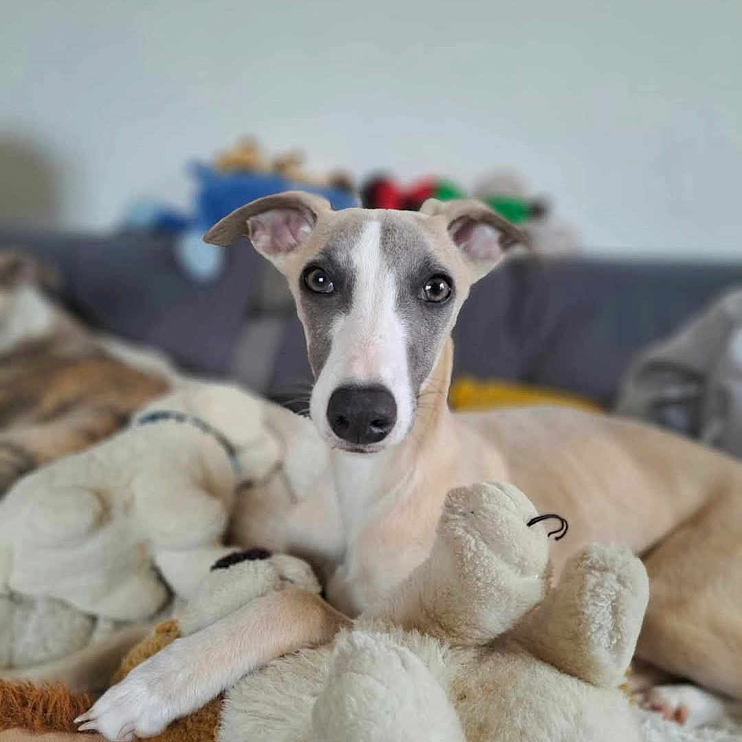 Béatrice Sanchez a rejoint le concours — aidez-le/la à gagner de superbes lots ! animal, bed, canine, companion, cozy, cute, dog, domestic_animal, ears, friendly, furry, home, indoor, looking_at_camera, lying_down, pet, plush_toy, relaxed, snout, soft_toy