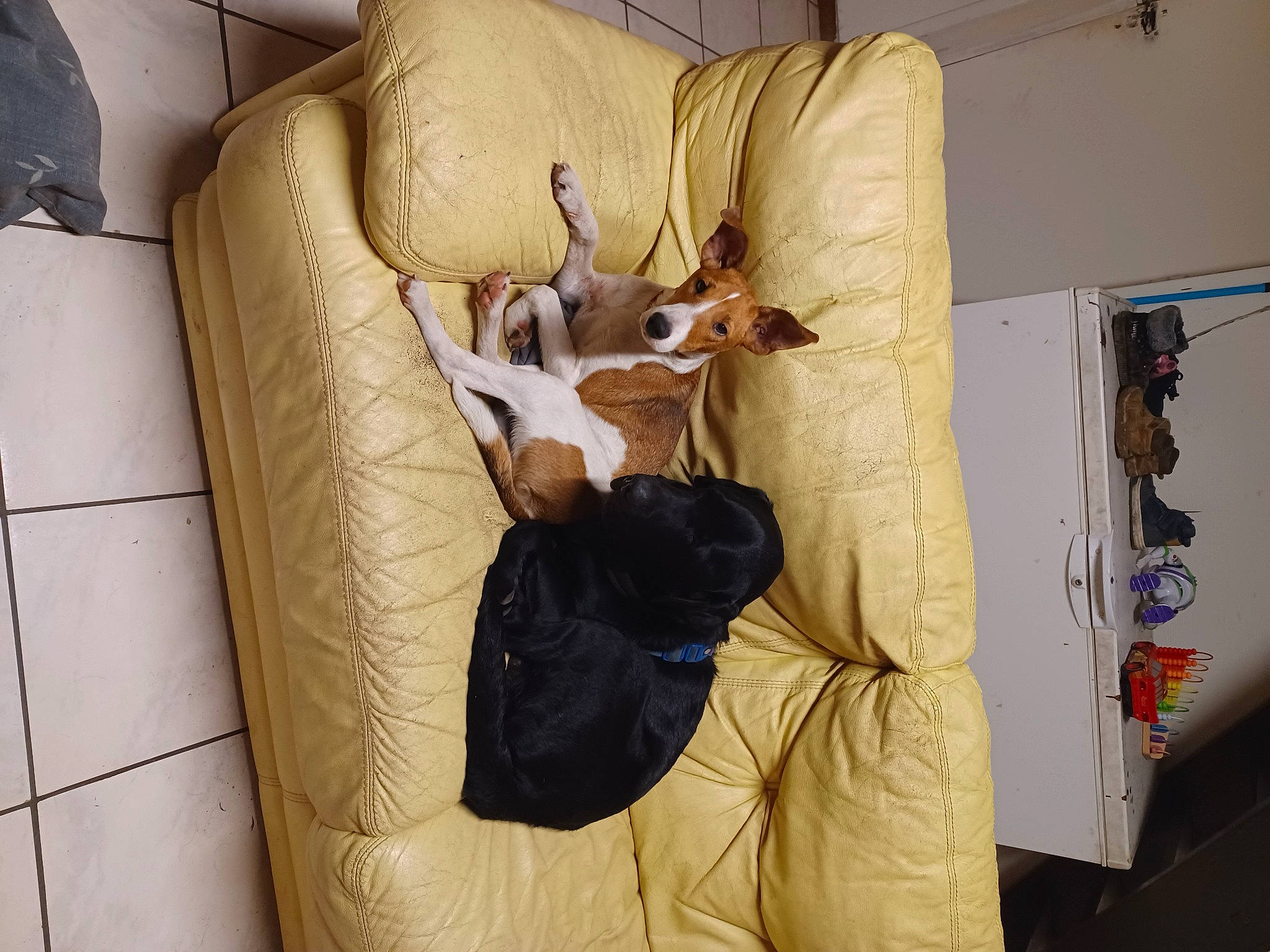 Niky Dobby participe au concours pour gagner de l'argent avec cette photo : bag, comfort, flooring, fur, linens, luggage_and_bags, paper_product, room, wood