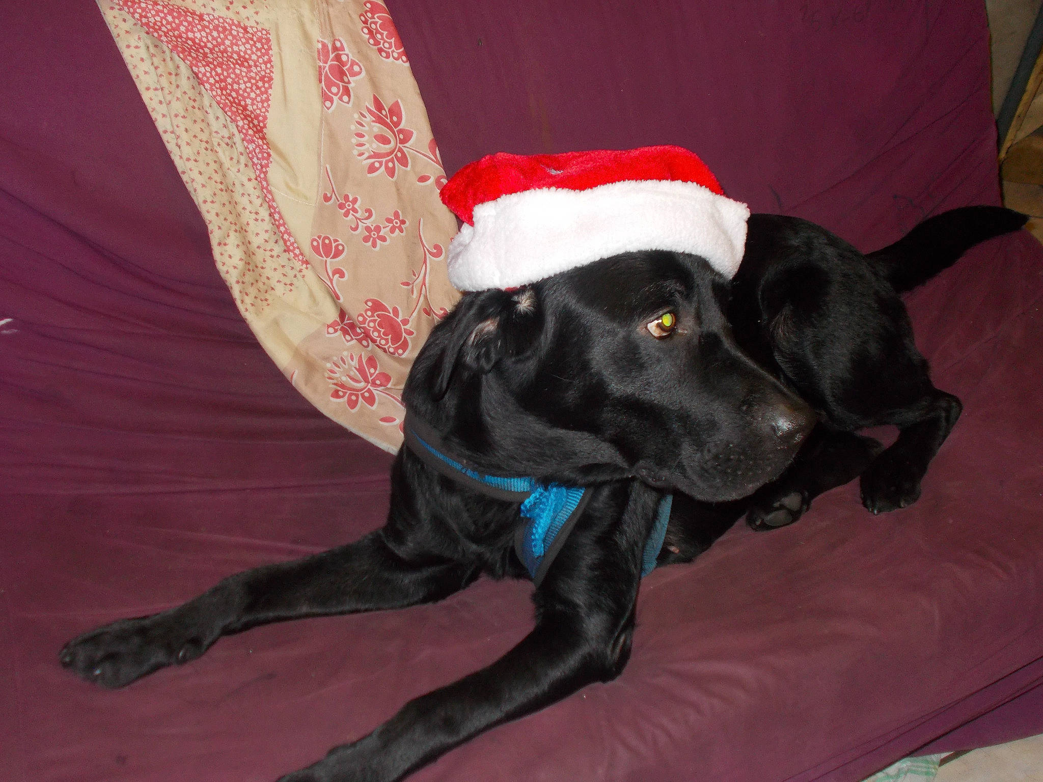 Niky a rejoint le concours — aidez-le/la à gagner de superbes lots ! borador, canidae, carnivore, collar, companion_dog, costume_accessory, costume_hat, dog, dog_breed, dog_collar, dog_supply, flag, fur, mammal, pet_supply, snout, sporting_group, tail, working_animal, working_dog