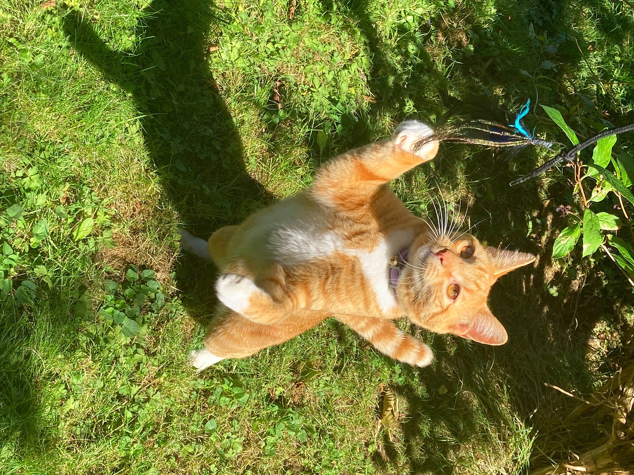 Loki joined the competition — help win amazing prizes! canidae, carnivore, companion_dog, dog, dog_breed, fawn, grass, groundcover, plant, snout, soil, sporting_group, tail, terrestrial_animal, tree, trunk, wildlife, wood, working_animal