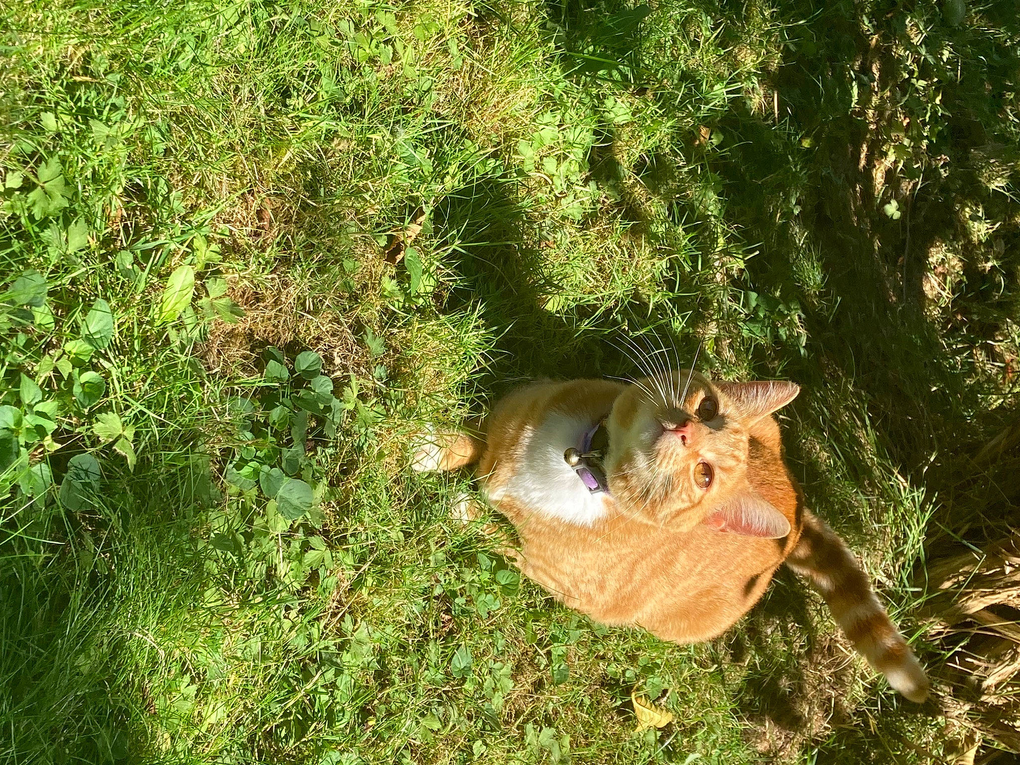 Loki is registered to the contest to win money with this photo: canidae, carnivore, dog_breed, fawn, felidae, grass, groundcover, landscape, plant, plant_community, small_to_medium_sized_cats, snout, soil, sporting_group, tail, terrestrial_animal, tree, trunk, whiskers, wood