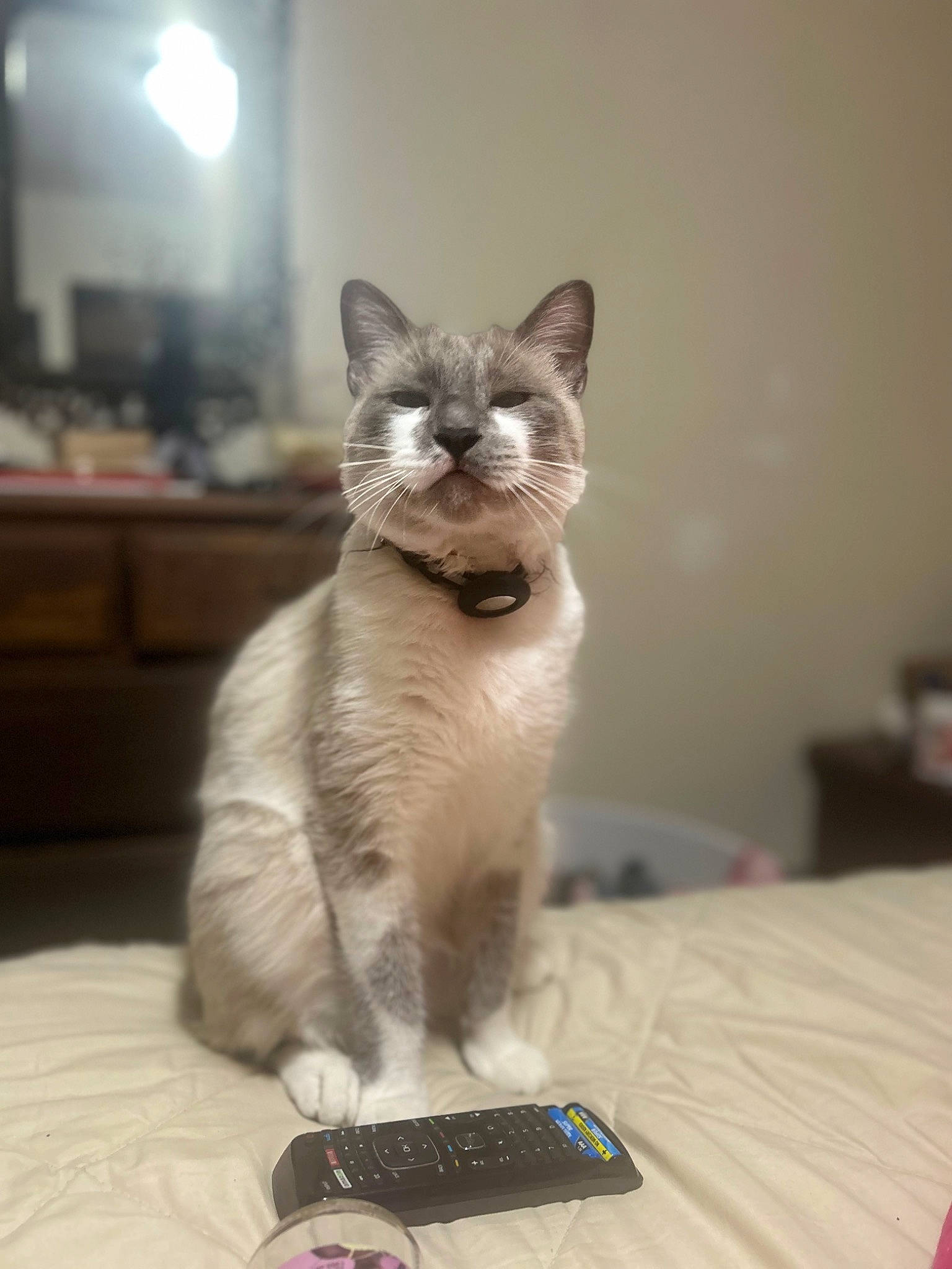 Joe joined the competition — help win amazing prizes! balinese, box, carnivore, cat, comfort, domestic_short_haired_cat, fawn, felidae, flooring, fur, grey, hardwood, mobile_phone, paw, siamese, small_to_medium_sized_cats, snout, tail, thai, whiskers