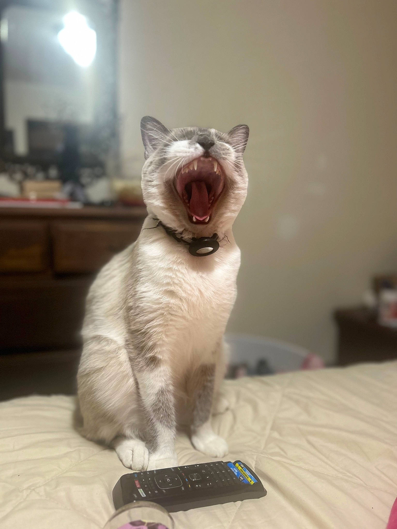 Joe is registered to the contest to win money with this photo: cabinetry, carnivore, cat, comfort, domestic_short_haired_cat, fang, felidae, flooring, foot, fur, grey, mobile_phone, paw, small_to_medium_sized_cats, tail, telephone, terrestrial_animal, whiskers, window, yawn