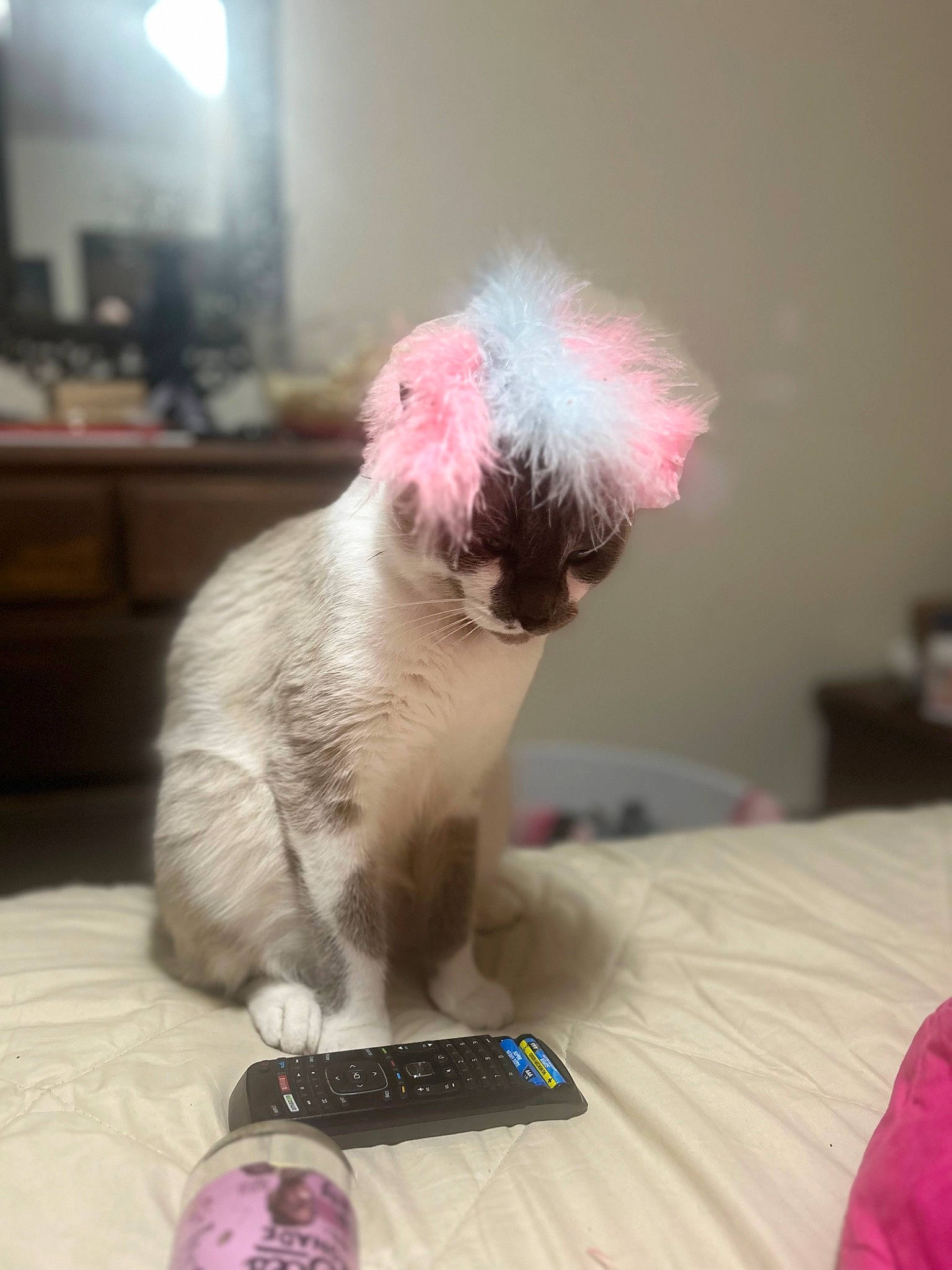 Joe joined the competition — help win amazing prizes! canidae, carnivore, cat, comfort, companion_dog, dog_breed, fawn, felidae, fur, magenta, non_sporting_group, paw, pink, ragdoll, small_to_medium_sized_cats, snout, tail, toy, toy_dog, whiskers