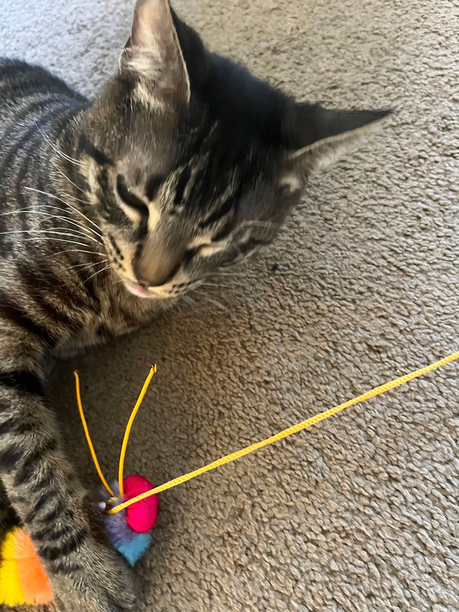 Phoenix joined the competition — help win amazing prizes! cable, carnivore, cat, cat_toy, claw, domestic_short_haired_cat, felidae, flooring, foot, fur, paw, rope, small_to_medium_sized_cats, snout, tail, terrestrial_animal, whiskers, wire