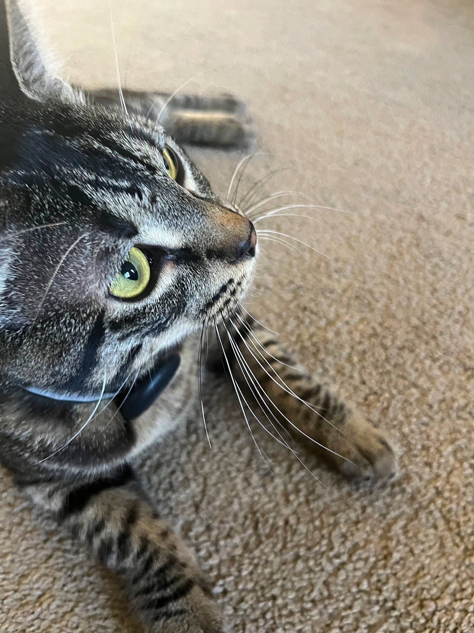 Phoenix joined the competition — help win amazing prizes! carnivore, cat, claw, close_up, domestic_short_haired_cat, felidae, fur, grass, grey, paw, sand, small_to_medium_sized_cats, snout, soil, tail, terrestrial_animal, whiskers, window