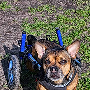 Gloups participe au concours pour gagner de l'argent avec cette photo : animal, canine, closeup, dirt, disability, dog, ears, equipment, eyes, face, grass, nature, outdoor, paws, pet, portrait, shadow, sunlight, walking_aid, wheelchair