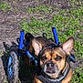 animal, canine, closeup, dirt, disability, dog, ears, equipment, eyes, face, grass, nature, outdoor, paws, pet, portrait, shadow, sunlight, walking_aid, wheelchair