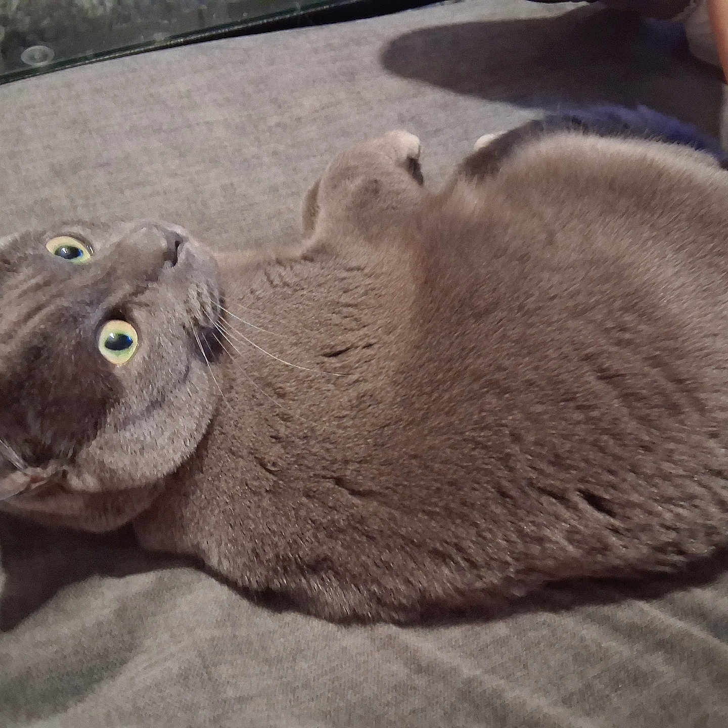 Cora Bonilla is registered to the contest to win money with this photo: animal, cat, close_up, companion, cozy, curled_up, domestic_cat, feline, fur, gray_cat, green_eyes, human_arm, indoor, looking_up, mammal, pet, relaxed, resting, soft_texture, whiskers