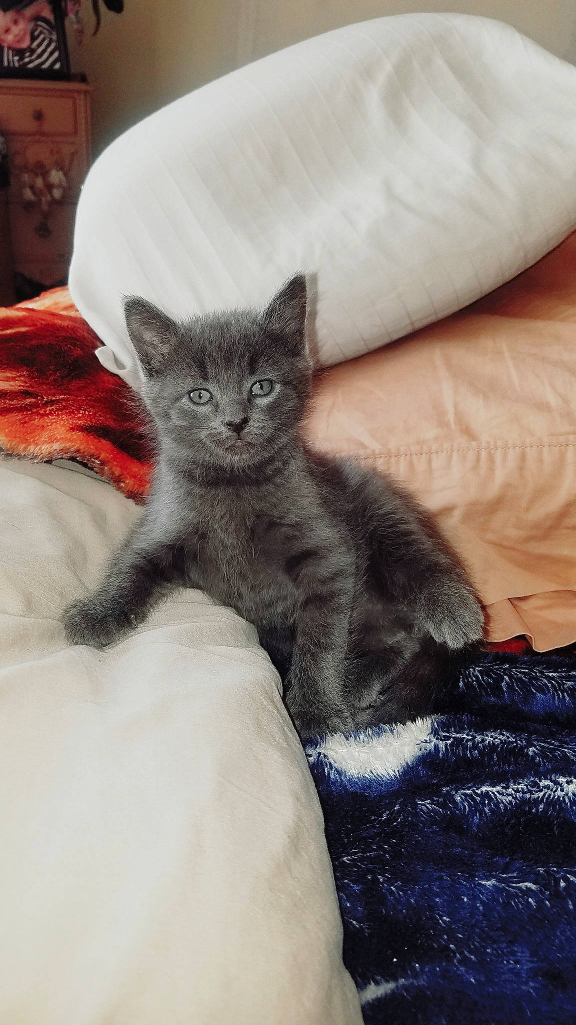 Smokey Jones joined the competition — help win amazing prizes! american_shorthair, asian, british_semi_longhair, british_shorthair, carnivore, cat, chartreux, domestic_short_haired_cat, european_shorthair, fawn, felidae, fur, kitten, mammal, person, russian_blue, small_to_medium_sized_cats, tabby_cat, vertebrate, whiskers