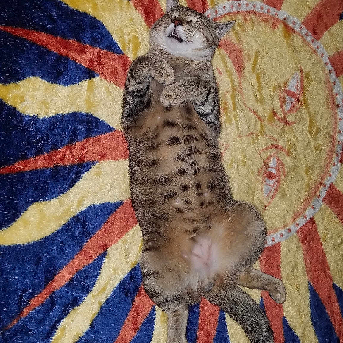 Zuzu Bello Handsome Fellow