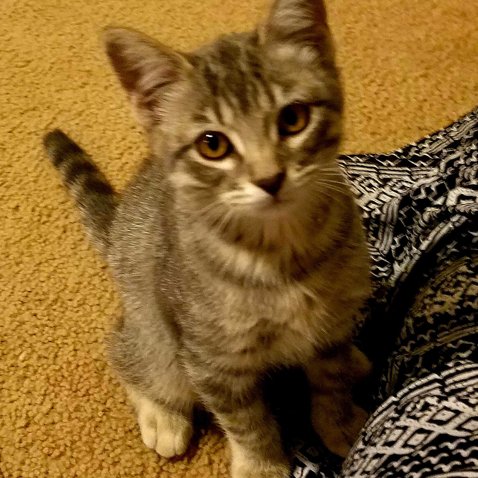 Precious Princess Primrose