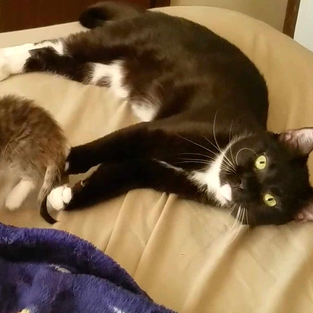 Whitey Sox Short Stop joined the competition — help win amazing prizes! black_cat, carnivore, cat, domestic_short_haired_cat, felidae, fur, kitten, small_to_medium_sized_cats, tail, whiskers
