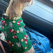 Draco joined the competition — help win amazing prizes! camouflage_collar, car_interior, christmas_sweater, collar, dashboard, denim_jacket, dog, fur, green_sweater, knitwear, looking_out, passenger_seat, pet, purse_strap, small_dog, sweater, tinsel, travel, window, wooden_buttons