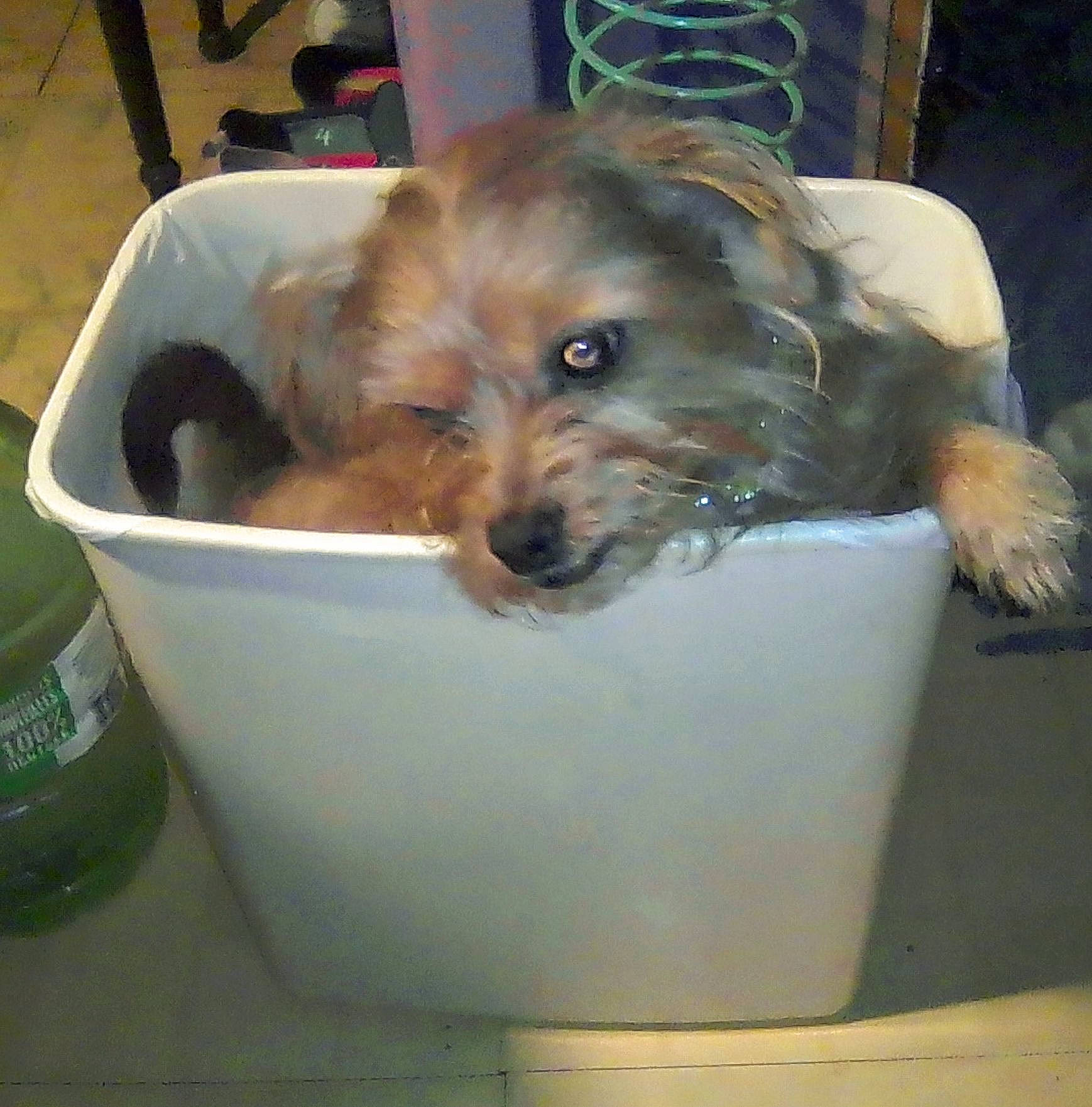 Davidson is registered to the contest to win money with this photo: bowl, canidae, carnivore, companion_dog, dog, dog_breed, dog_crate, dog_supply, fawn, fur, ingredient, liver, small_terrier, snout, sporting_group, terrier, toy_dog, whiskers, working_animal, yorkshire_terrier