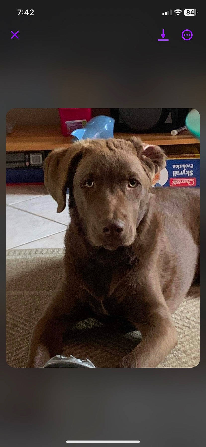 Buddy joined the competition — help win amazing prizes! borador, canidae, carnivore, companion_dog, dog, dog_breed, dog_collar, fawn, flooring, fur, guard_dog, gun_dog, labrador_retriever, liver, pointing_breed, retriever, sporting_group, terrestrial_animal, whiskers, working_animal