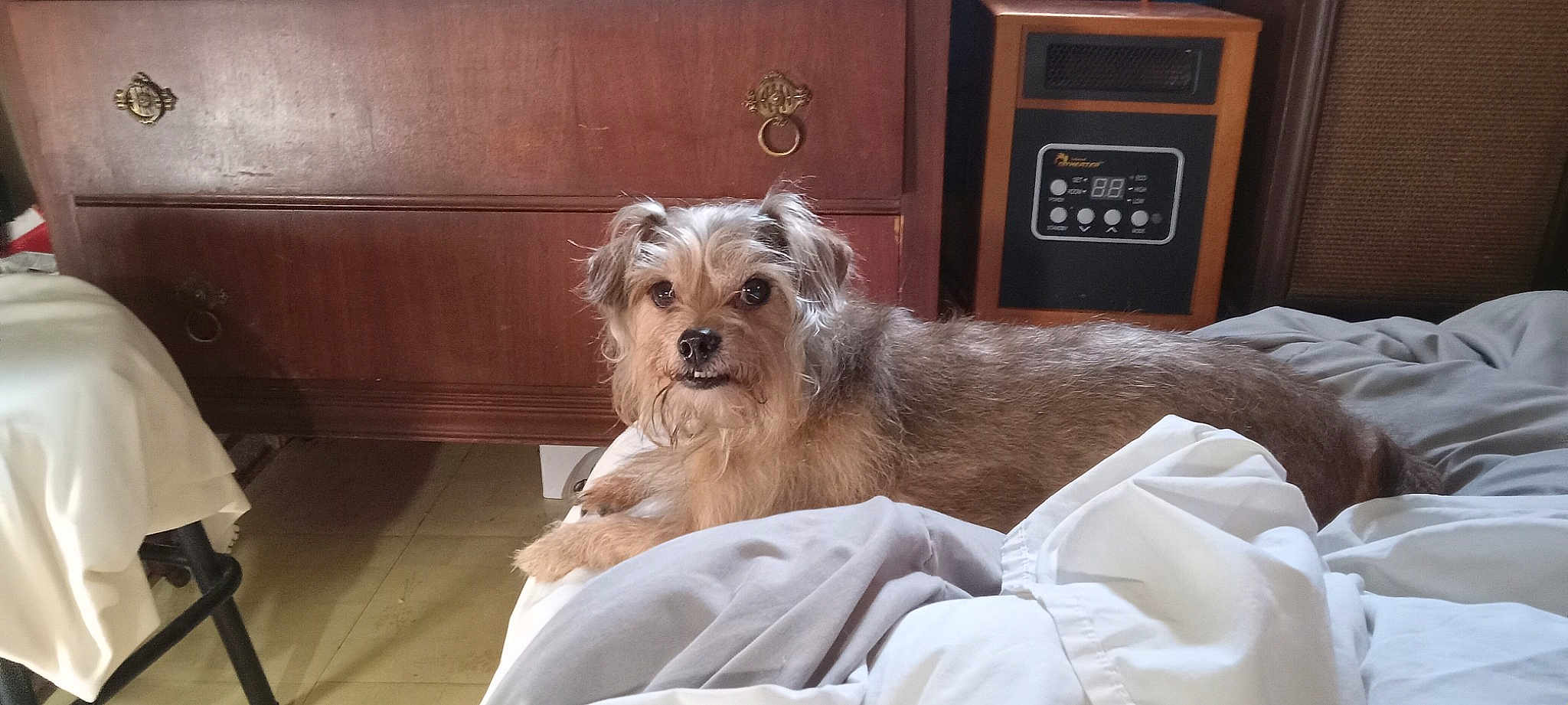 Buddy