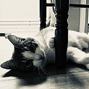Mistral participe au concours pour gagner de l'argent avec cette photo : animal, black_and_white, cat, chair_leg, close_up, curious, domestic_animal, ears, feline, floor, indoor, light, lying_down, pet, playful, relaxed, shadow, whiskers, wide_eyes, wooden_floor