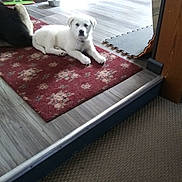 Abby is registered to the contest to win money with this photo: puppy, dog, white_dog, indoor, rug, red_rug, wooden_floor, furniture, mop, bowl, pet, carpet, flooring, home, domestic, animal, laying_down, cute, small_dog, relaxed