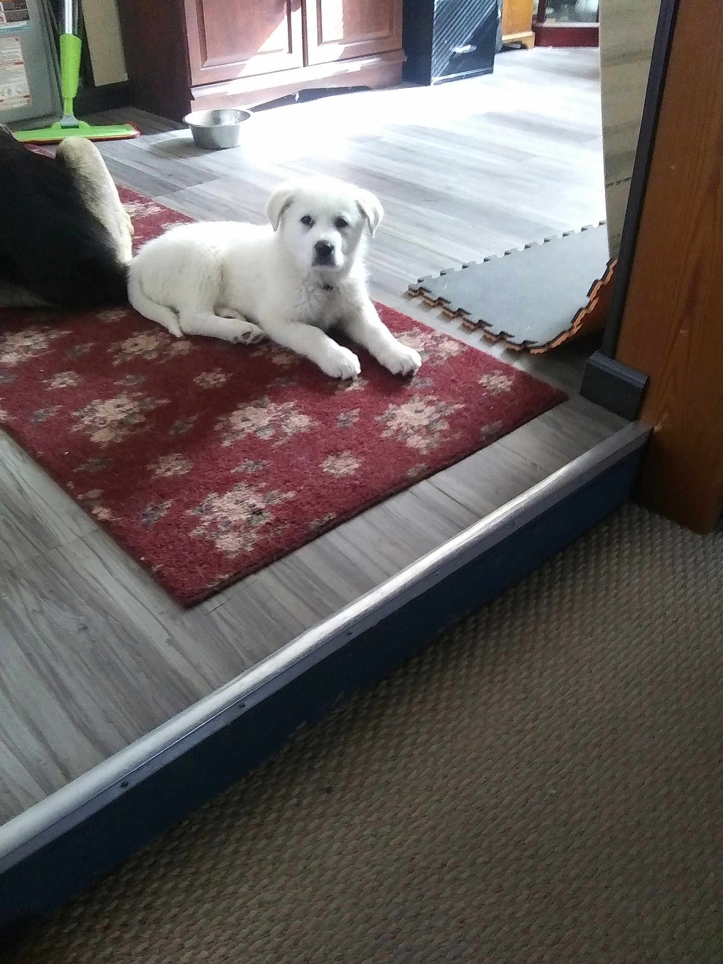 Abby is registered to the contest to win money with this photo: puppy, dog, white_dog, indoor, rug, red_rug, wooden_floor, furniture, mop, bowl, pet, carpet, flooring, home, domestic, animal, laying_down, cute, small_dog, relaxed