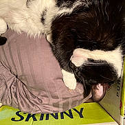 Melody joined the competition — help win amazing prizes! carnivore, cat, claw, comfort, dog_breed, felidae, foot, fur, gesture, mammal, natural_material, organism, paw, small_to_medium_sized_cats, snout, sporting_group, tail, terrestrial_animal, vertebrate, whiskers