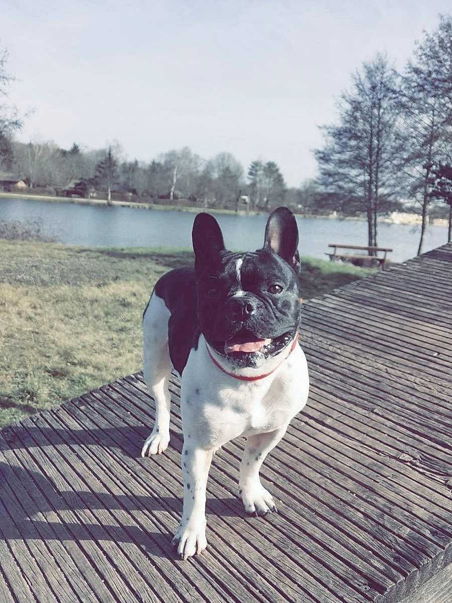 Darko participe au concours pour gagner de l'argent avec cette photo : canidae, carnivore, companion_dog, dog, dog_breed, fawn, grass, grey, lake, plant, sky, snout, sporting_group, tail, tree, water, whiskers, winter, wood, working_animal