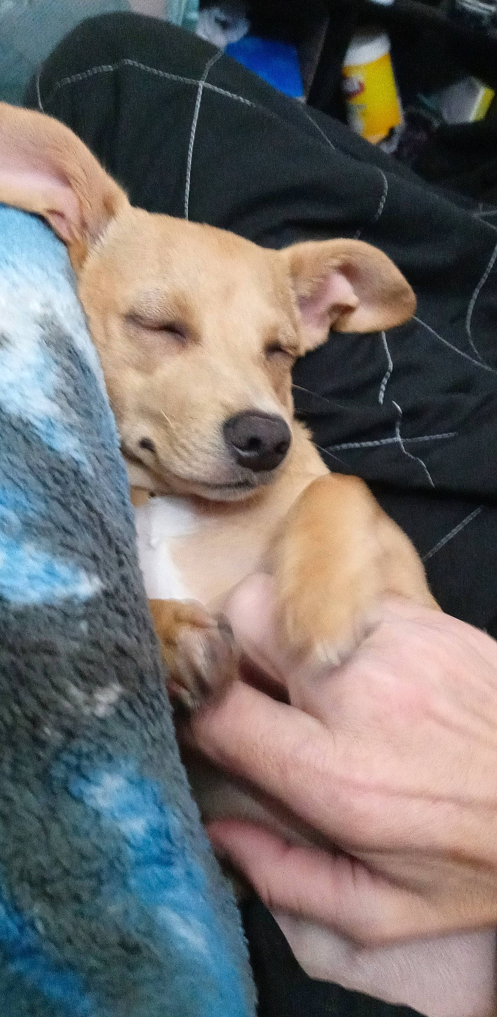 Alita joined the competition — help win amazing prizes! adventure, carnivore, collar, companion_dog, dog, dog_breed, dog_collar, dog_supply, fawn, fur, guard_dog, hand, human_leg, nail, paw, retriever, sporting_group, street_dog, toy_dog, whiskers