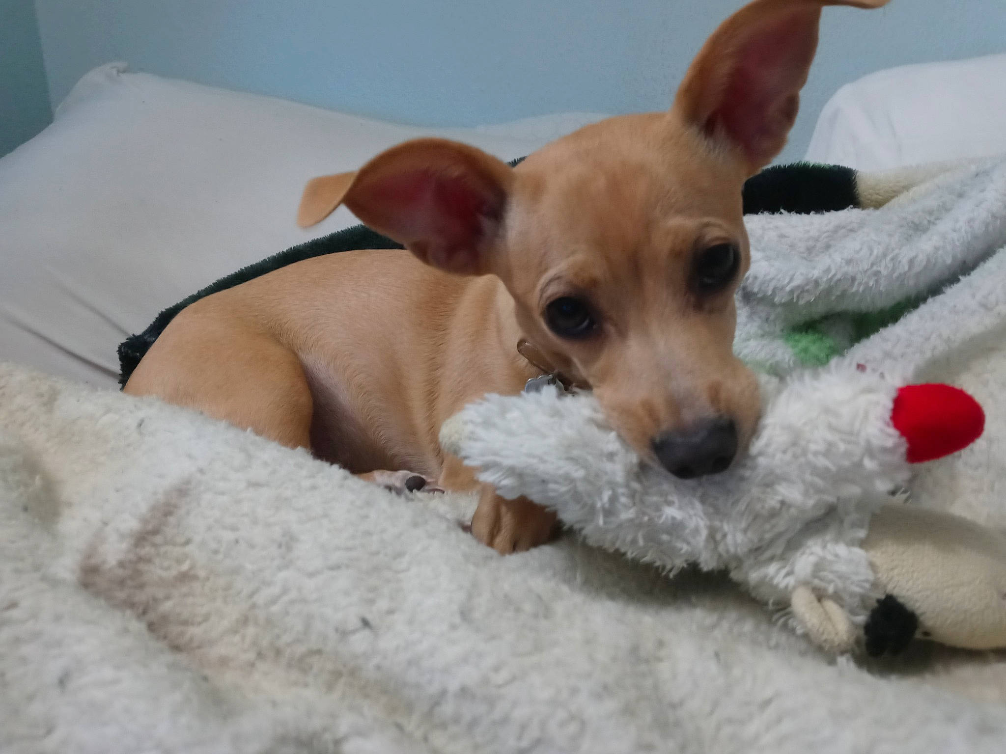 Alita joined the competition — help win amazing prizes! canidae, carnivore, collar, comfort, companion_dog, dog, dog_breed, dog_supply, ear, fawn, fur, paw, pet_supply, snout, sporting_group, terrestrial_animal, terrier, toy_dog, whiskers, working_animal