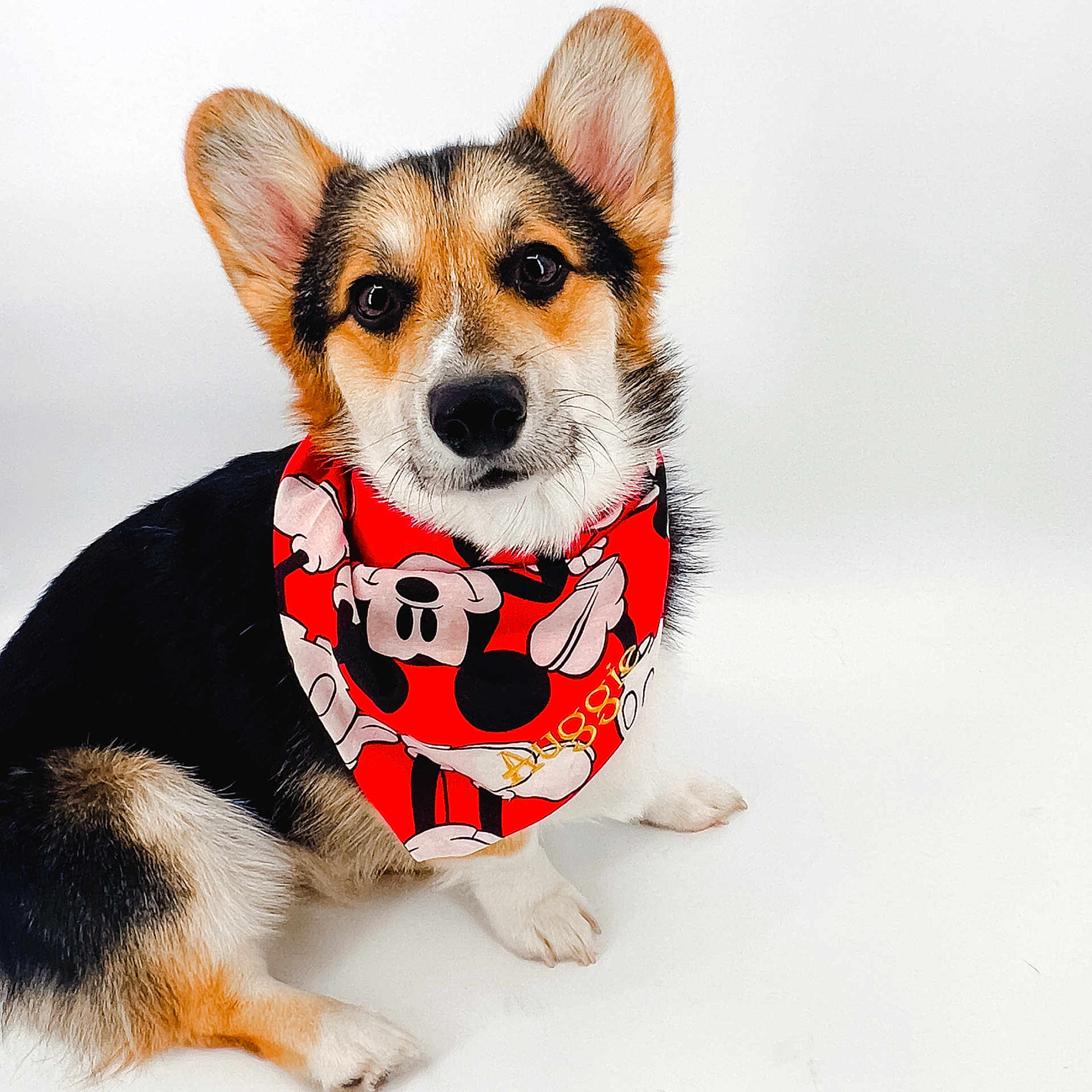 Auggie is registered to the contest to win money with this photo: accessories, animal, bandana, beagle, canine, clothing, cockerspaniel, collie, dog, formalwear, headband, hound, husky, leash, pet, puppy, scarf, snout, strap, tie
