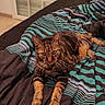 Baloo participe au concours pour gagner de l'argent avec cette photo : tabby_cat, cat, pet, bed, blanket, striped_blanket, indoor, feline, animal, resting, fur, whiskers, ears, floor, window, closed_window, wall, home, domestic, relaxed