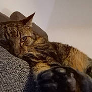 Baloo a rejoint le concours — aidez-le/la à gagner de superbes lots ! cat, tabby, pet, feline, paw, fur, whiskers, relaxed, indoor, couch, fabric, closeup, sleepy, animal, mammal, domestic, resting, cute, face, ears