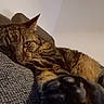 cat, tabby, pet, feline, paw, fur, whiskers, relaxed, indoor, couch, fabric, closeup, sleepy, animal, mammal, domestic, resting, cute, face, ears