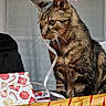 Baloo participe au concours pour gagner de l'argent avec cette photo : cat, tabby_cat, ribbon, holiday, wrapping_paper, gift, indoor, curious, feline, striped, pet, whiskers, playful, table, fabric, decorations, closeup, brown, cute, domestic_animal