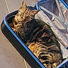 cat, tabby, suitcase, pet, animal, feline, curious, indoor, resting, fur, striped, cozy, container, travel_bag, looking_up, cute, domestic_animal, comfort, relaxed, close_up