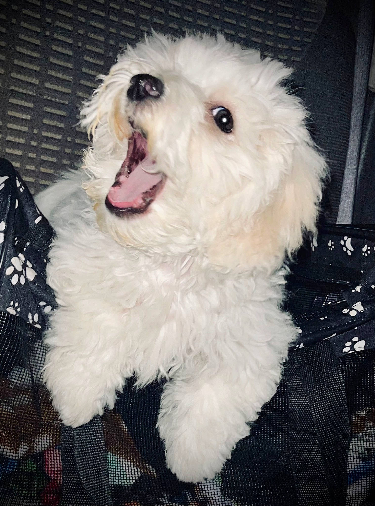 Sonnyboy joined the competition — help win amazing prizes! carnivore, cockapoo, companion_dog, dog, dog_breed, dog_supply, eye, fang, fur, labradoodle, poodle, shout, small_terrier, snout, sporting_group, terrier, toy, toy_dog, water_dog, whiskers