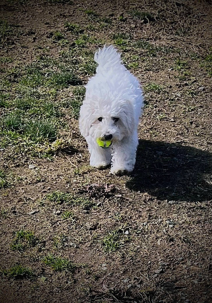 Sonnyboy joined the competition — help win amazing prizes! asphalt, canidae, carnivore, companion_dog, dog, dog_breed, fur, grass, maltepoo, plant, poodle, road_surface, shadow, small_terrier, snout, soil, sporting_group, tail, terrier, toy_dog