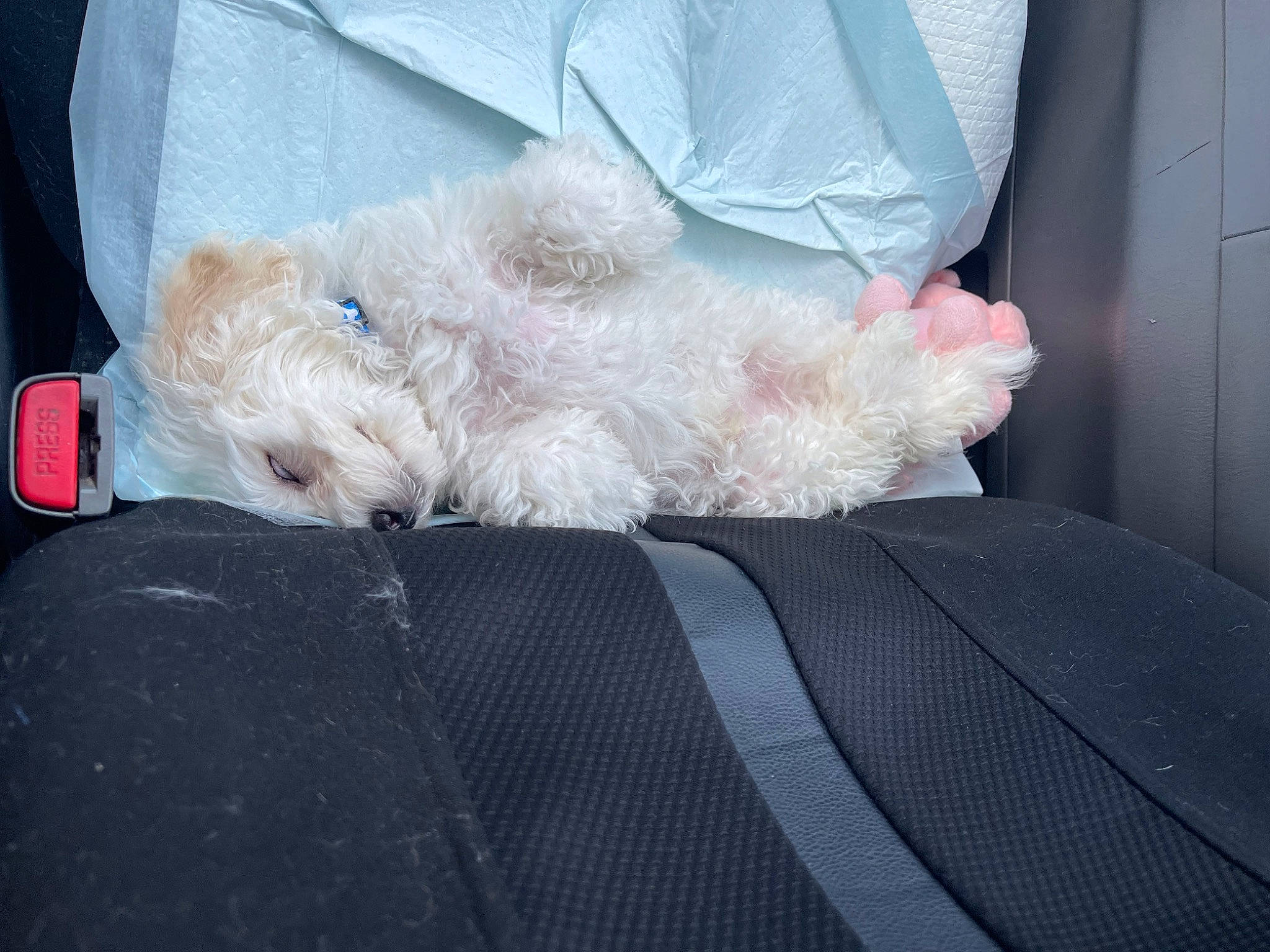 Sonnyboy is registered to the contest to win money with this photo: canidae, carnivore, comfort, companion_dog, dog, dog_breed, felidae, foot, fur, linens, nap, paw, small_terrier, small_to_medium_sized_cats, sporting_group, tail, terrier, toy_dog, whiskers, window