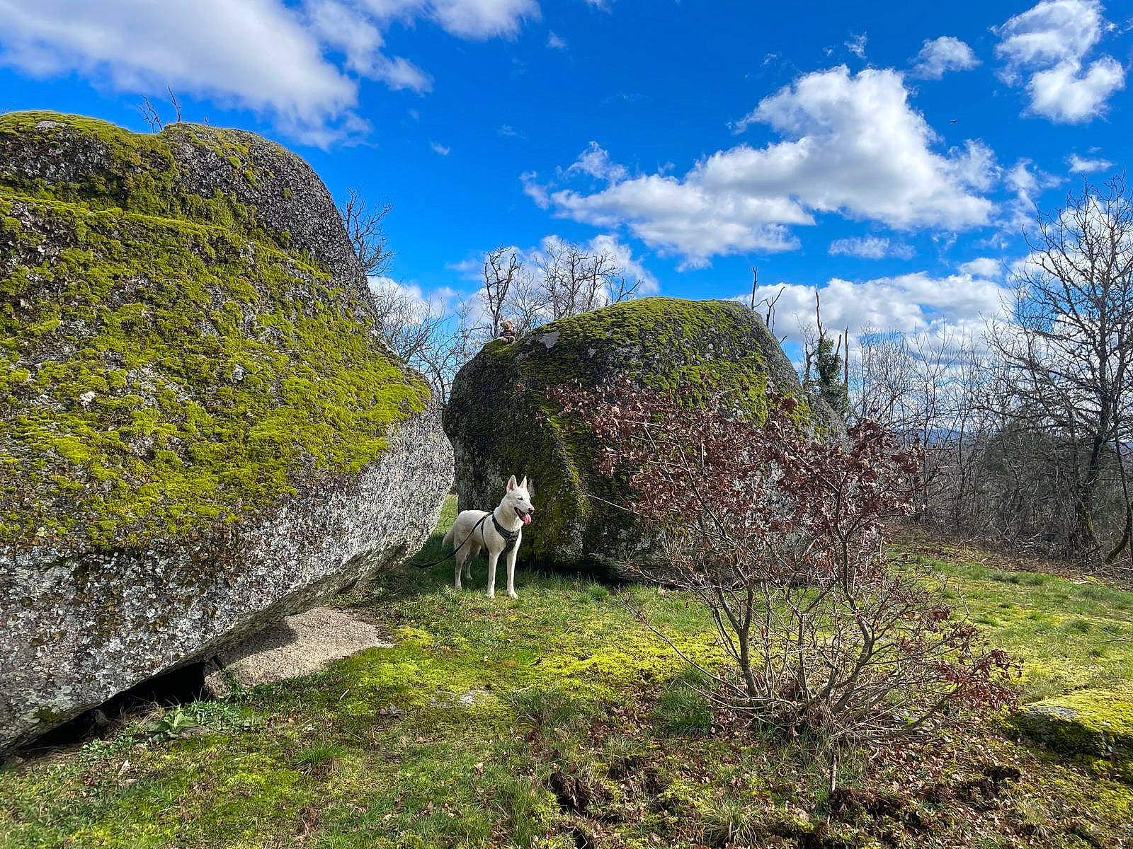 Utah a rejoint le concours — aidez-le/la à gagner de superbes lots ! cloud, cumulus, forest, grass, grassland, groundcover, highland, hill, landscape, meadow, mountain, natural_landscape, plant, plant_community, shrub, sky, stone_wall, trail, tree, wildlife