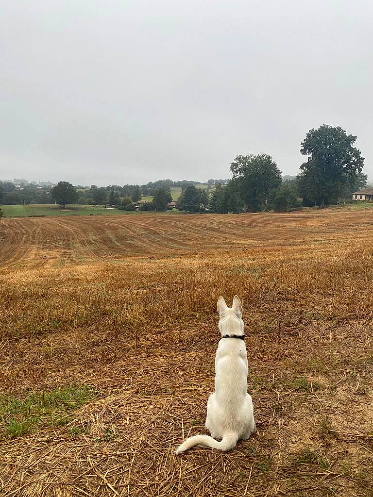 Utah a rejoint le concours — aidez-le/la à gagner de superbes lots ! canidae, carnivore, companion_dog, dog, dog_breed, fawn, grass, grassland, landscape, meadow, natural_landscape, pasture, people_in_nature, plant, prairie, sky, soil, sporting_group, tail, tree