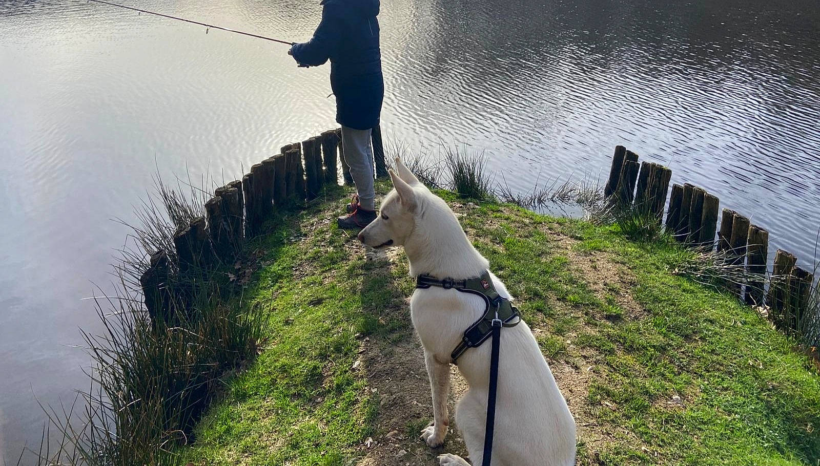 Utah a rejoint le concours — aidez-le/la à gagner de superbes lots ! bank, carnivore, companion_dog, dog, dog_breed, fawn, flash_photography, grass, happy, lake, leash, leisure, people_in_nature, plant, recreation, reservoir, sporting_group, tail, water, working_animal