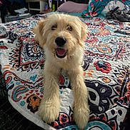 Lily joined the competition — help win amazing prizes! dog, happy, smiling, bed, bedspread, patterned, fluffy, indoor, pet, animal, canine, fur, cute, resting, comfortable, closeup, looking, tongue, friendly, domestic