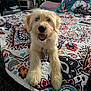 dog, happy, smiling, bed, bedspread, patterned, fluffy, indoor, pet, animal, canine, fur, cute, resting, comfortable, closeup, looking, tongue, friendly, domestic