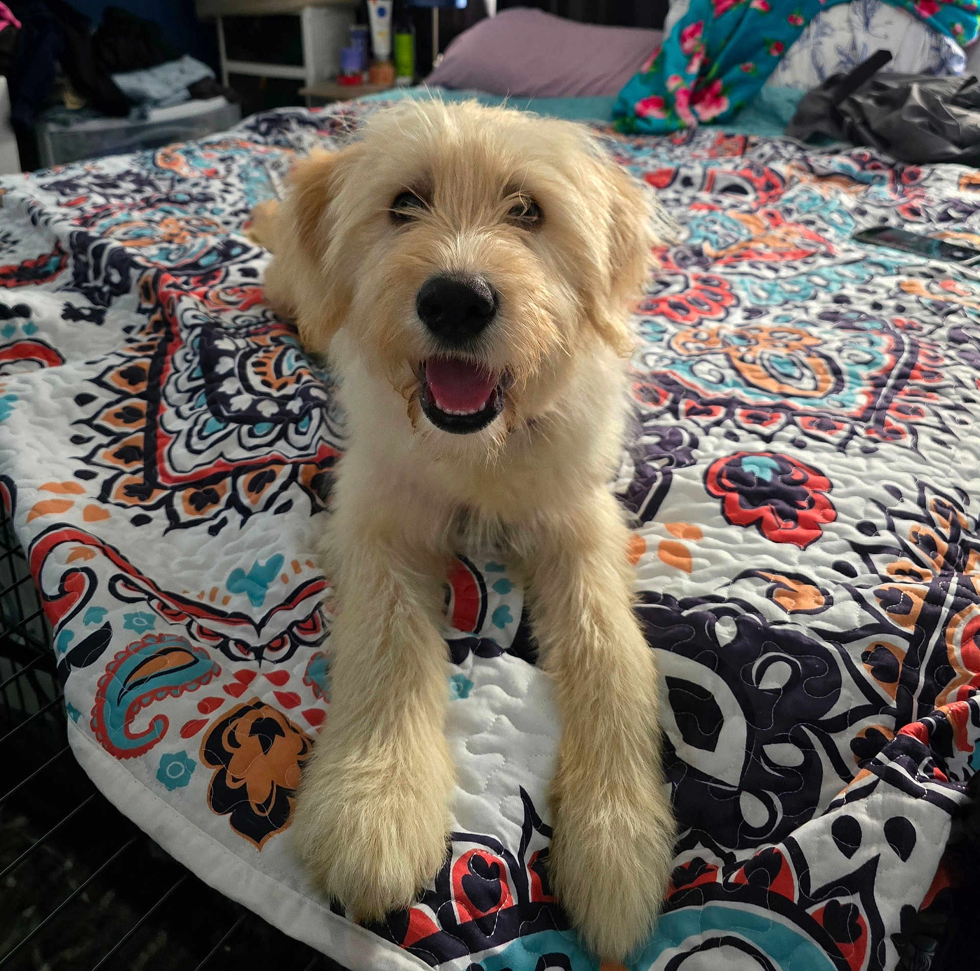 Lily joined the competition — help win amazing prizes! dog, happy, smiling, bed, bedspread, patterned, fluffy, indoor, pet, animal, canine, fur, cute, resting, comfortable, closeup, looking, tongue, friendly, domestic