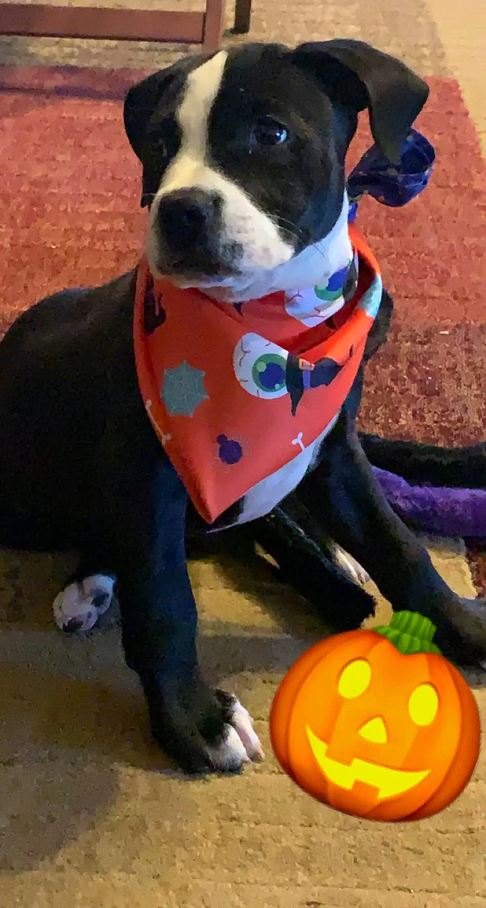 Tate joined the competition — help win amazing prizes! calabaza, carnivore, collar, companion_dog, cucurbita, dog, dog_breed, dog_clothes, dog_collar, dog_supply, fawn, gourd, jack_o_lantern, leash, pet_supply, pumpkin, squash, vegetable, winter_squash, working_animal