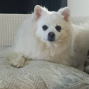 Mia participe au concours pour gagner de l'argent avec cette photo : animal, calm, companion, cozy, cushion, cute, dog, domestic, fluffy, fur, home, indoor, pet, portrait, quiet, relaxing, resting, small_dog, sofa, white_dog