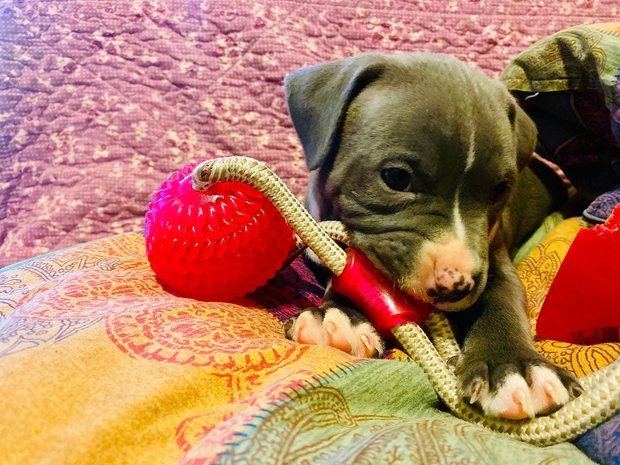 Hunter joined the competition — help win amazing prizes! american_pit_bull_terrier, american_staffordshire_terrier, canidae, carnivore, dog, dog_breed, dog_toy, fawn, mammal, non_sporting_group, pit_bull, puppy, puppy_love, snout, vertebrate