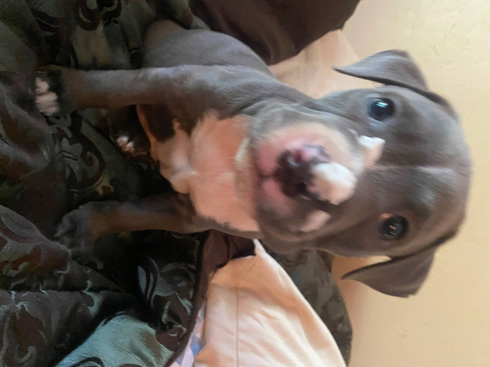 Hunter joined the competition — help win amazing prizes! american_hairless_terrier, american_pit_bull_terrier, canidae, carnivore, companion_dog, dog, dog_breed, ear, fawn, non_sporting_group, nose, pit_bull, snout, sporting_group