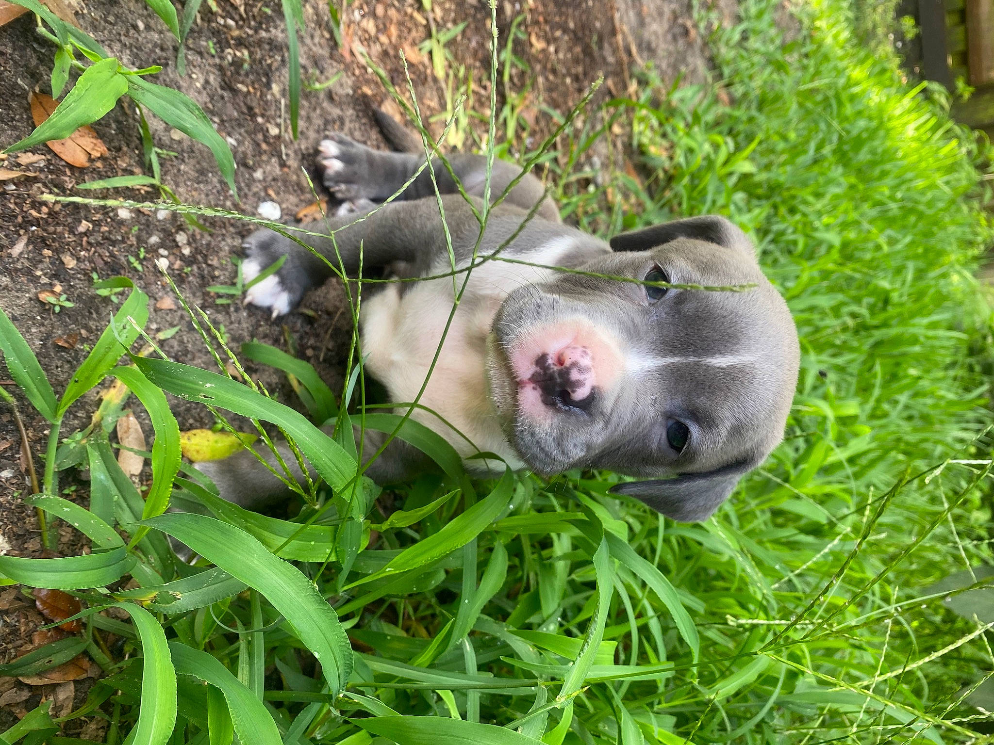 Hunter is registered to the contest to win money with this photo: american_pit_bull_terrier, canidae, carnivore, dog, dog_breed, fawn, grass, mammal, plant, snout, sporting_group, vertebrate, weimaraner