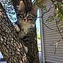 kitten, cat, tree, branch, outdoor, nature, fur, whiskers, paw, curious, sunlight, house, leaf, twig, greenery, animal, young, pet, playful, closeup